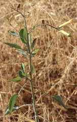 Nicotiana glauca
