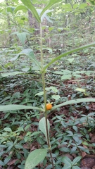 Triosteum aurantiacum