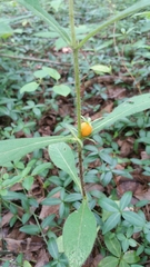 Triosteum aurantiacum