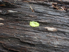 Ceratiomyxa fruticulosa fruticulosa