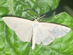 Scopula floslactata