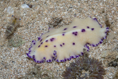 Pseudoceros laingensis