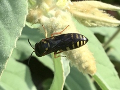 Bicyrtes insidiatrix