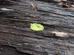 Ceratiomyxa fruticulosa fruticulosa