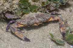 Charybdis hellerii