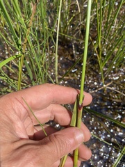 Eriophorum gracile