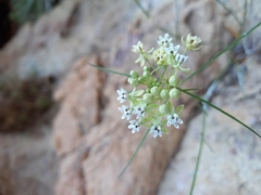 Asclepias leptopus