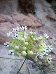 Asclepias leptopus