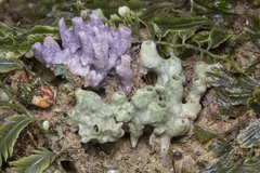Callyspongia