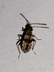 Beosus maritimus
