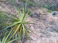 Agave chrysoglossa
