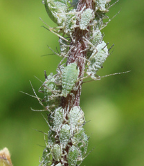 Macrosiphum albifrons