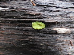 Ceratiomyxa fruticulosa fruticulosa