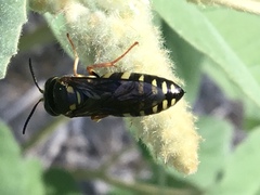 Bicyrtes insidiatrix