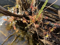 Drosera intermedia