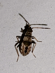 Beosus maritimus