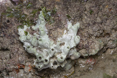 Callyspongia