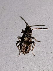 Beosus maritimus