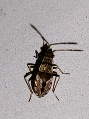 Beosus maritimus