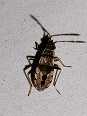 Beosus maritimus