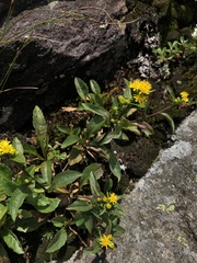 Solidago leiocarpa