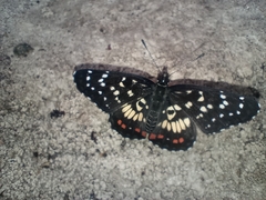 Chlosyne melitaeoides melitaeoides