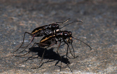 Cicindela marginipennis