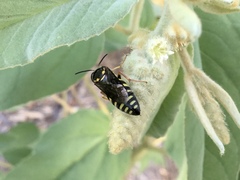 Bicyrtes insidiatrix