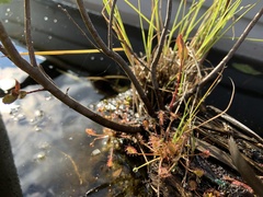 Drosera intermedia