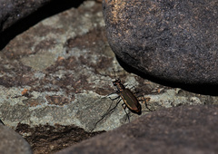 Cicindela marginipennis