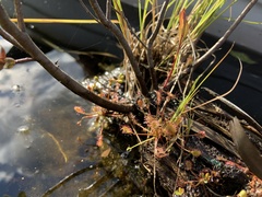 Drosera intermedia