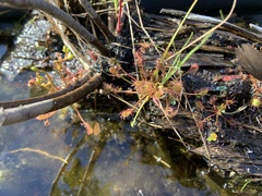 Drosera intermedia