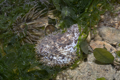 Phyllophorella spiculata