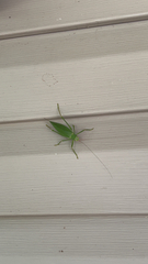 Pterophylla camellifolia