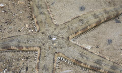 Archaster typicus
