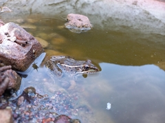 Lithobates magnaocularis