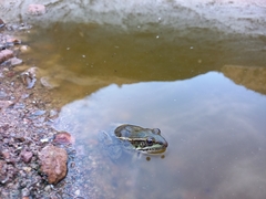 Lithobates magnaocularis