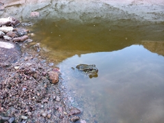 Lithobates magnaocularis