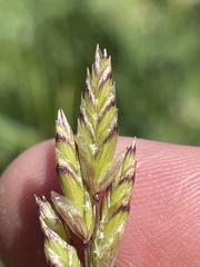 Melica spectabilis