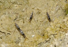 Limnogonus franciscanus