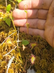Drosera rotundifolia
