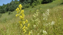 Galium × pomeranicum