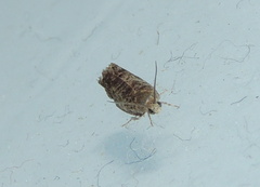 Grapholita funebrana