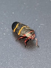Prosapia bicincta