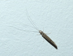 Leptocerus