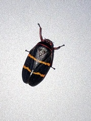 Prosapia bicincta