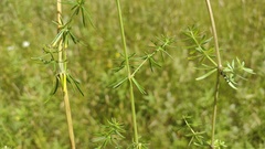 Galium × pomeranicum
