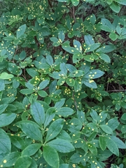 Rhododendron pilosum
