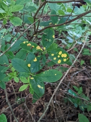 Rhododendron pilosum