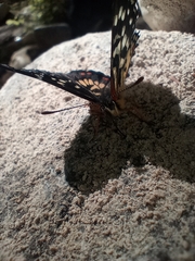 Chlosyne melitaeoides melitaeoides